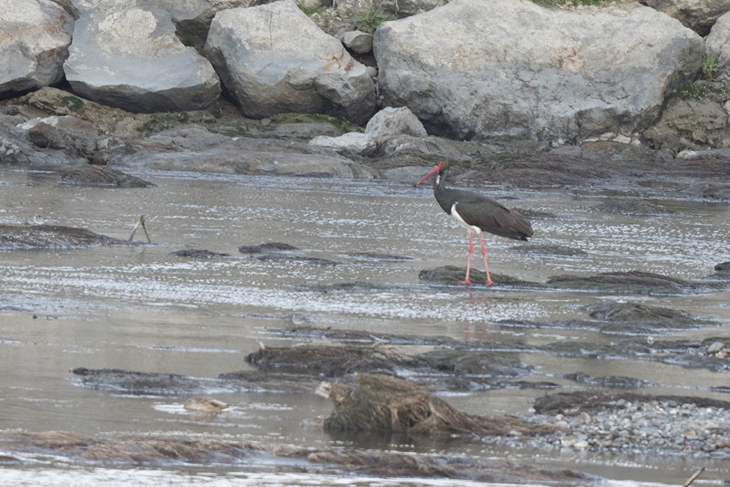 Black Stork